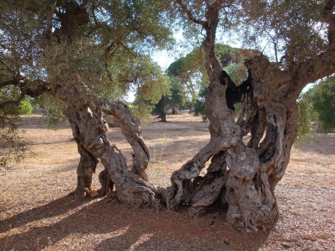 Feudo Pajara Curte 3 By Salento Prime Villa Salve Eksteriør bilde